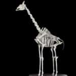 Giraffe Skeleton Custom Base 20180801 0487