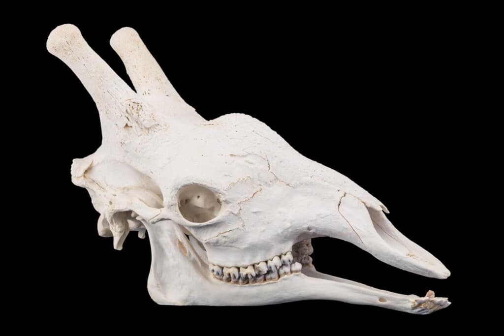 Giraffe Fullskull with Jaw 20170818 0483