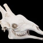 Giraffe Fullskull with Jaw 20170818 0483