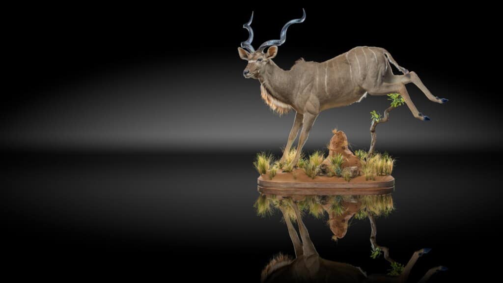 Kudu Fullmount Jumping 20220830 0683