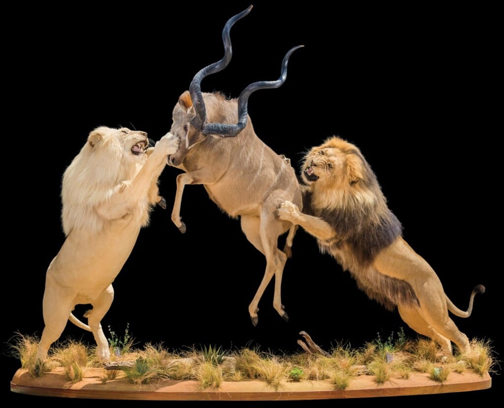 Lion and Kudu Prey Fullmount Combination 20220830 0684