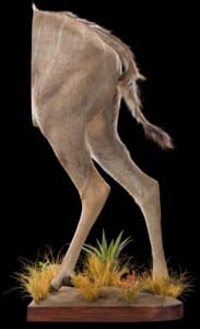Kudu Halfmount 20181003 0709