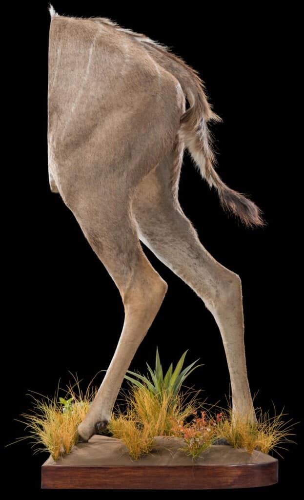 Kudu Halfmount 20181003 0709