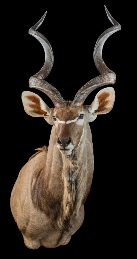 Kudu Shouldermout Extended Legs Right Turn 20180406 0713