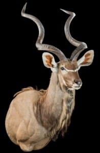 Kudu Shouldermout Extended Legs 20180406 0714