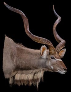 Kudu Shouldermount Sneak 20201022 0716