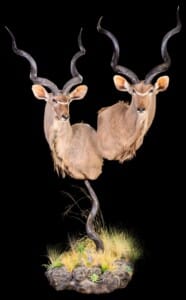 Kudu Pedestalmount Combination on Custom Horn Base with Habitat 20140723 0697