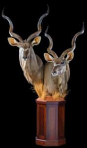 Kudu Pedestalmount Combination on Custom Base with Habitat 20171003 0694