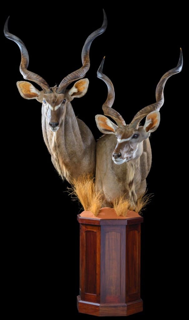 Kudu Pedestalmount Combination on Custom Base with Habitat 20171003 0694