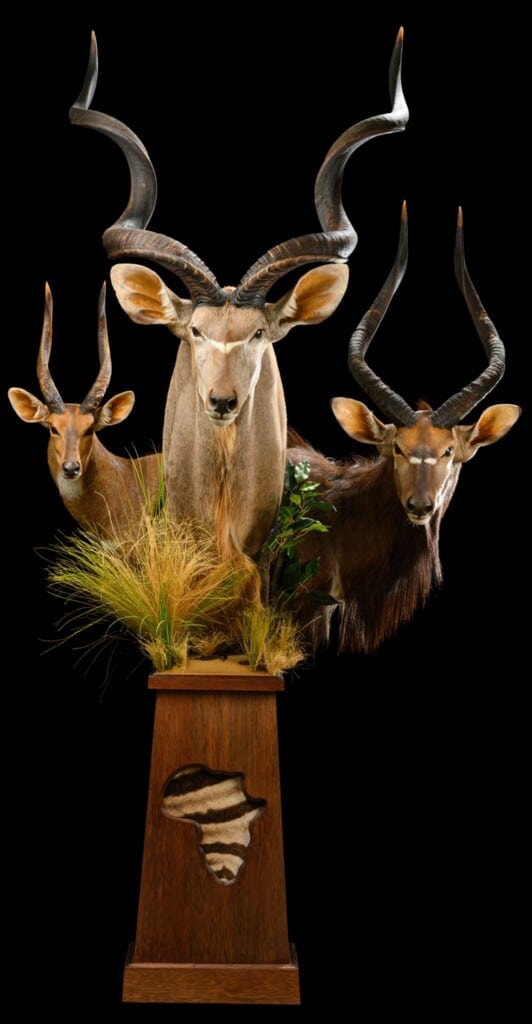 Kudu Nyala Bushbuck Pedestalmount Combination on Custom Base with Habitat and Skin Inlays 20210702 0096