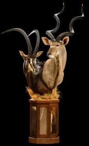 Kudu and Sable Pedestalmount Combination Custom Base with Skin Inlays and Habitat 20220805 0696