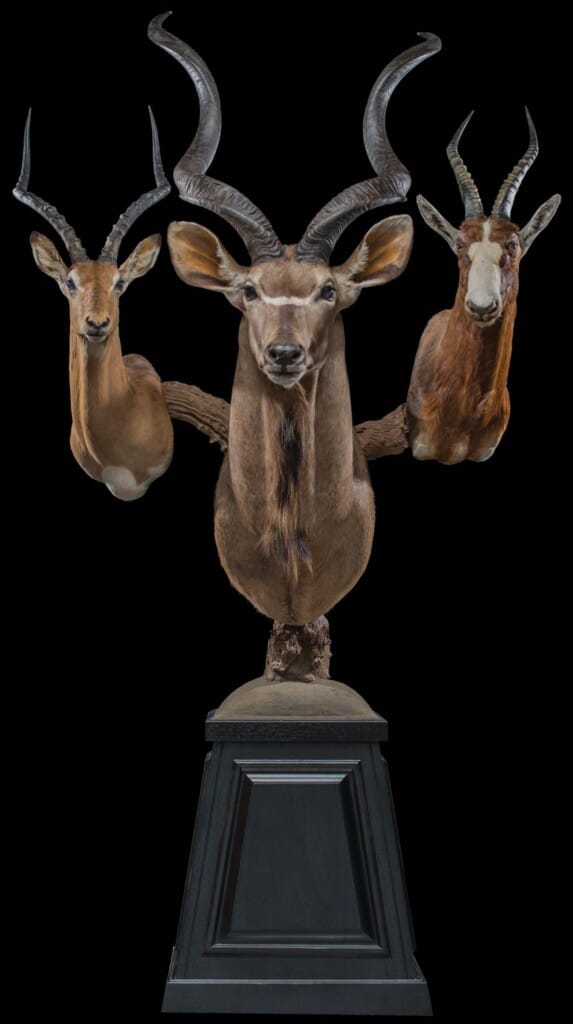 Kudu, Impala and Blesbuck Pedestalmount Combination Custom Base with Habitat 20160929 0632
