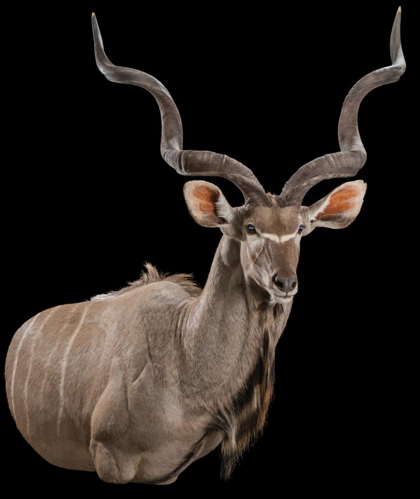 Kudu Wall Pedestalmount Right Turn Flatback 20180507 0701