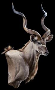 Kudu Wall Pedestalmount Right Turn Curvedback 20191121 0707