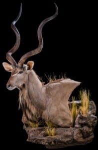 Kudu Wall Pedestalmount Left Turn Curvedback on Custom Base with Habitat 20201126 0706