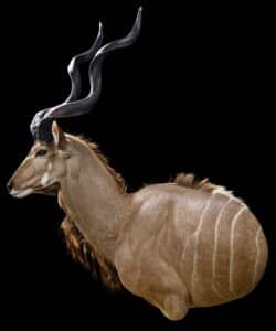Kudu Wall Pedestalmount Slight Left Turn Flatback 20220805 0708