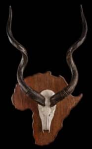 Kudu Euro Skull Shieldmount Custom African Shield 20220901 587