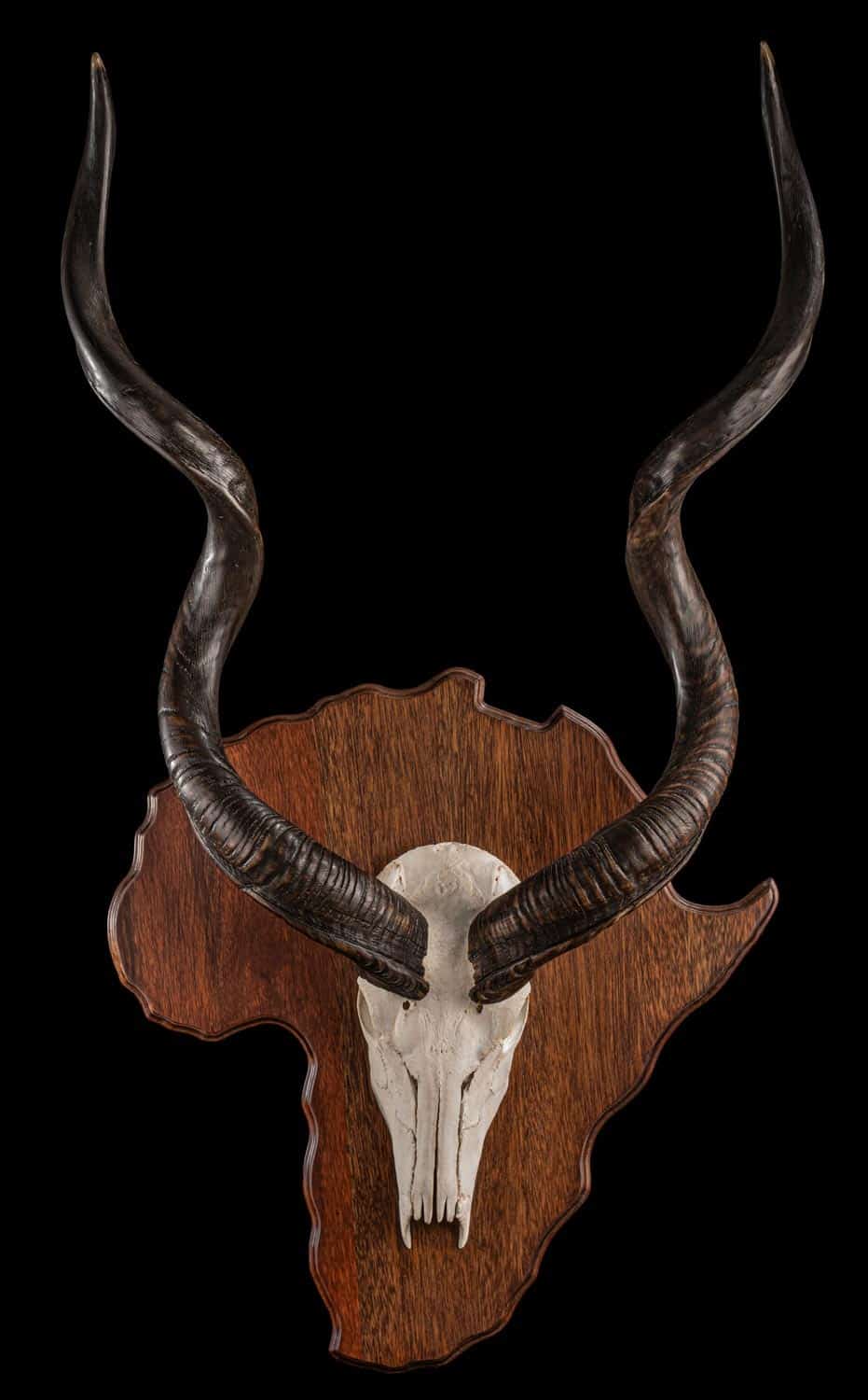 Best KUDU Taxidermy South Africa Get KUDU Trophy Quote