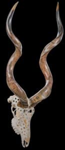 Kudu Fullskull Carved 20190903 0672