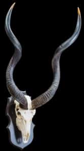 Kudu Fullskull Shieldmount 20170717 0675
