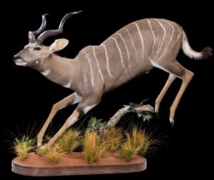 Lesser Kudu Fullmount Jumping 20180313 0725