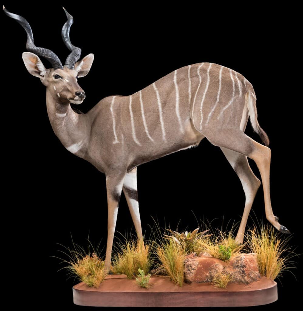 Lesser Kudu Fullmount Left Turn 20180313 0726