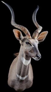 Lesser Kudu Shouldermount Left Turn 20191115 0727