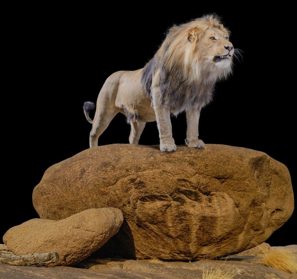 Lion Fullmount Photoshop Background for Illustration Purpose 20121222 0850