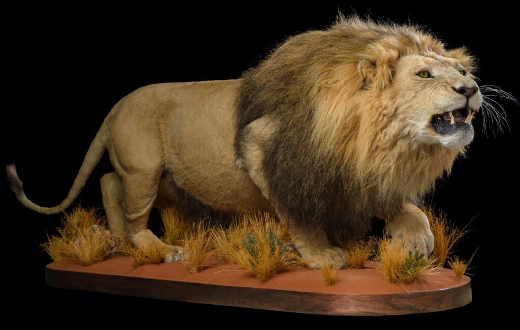 Lion Fullmount 20171130 0875