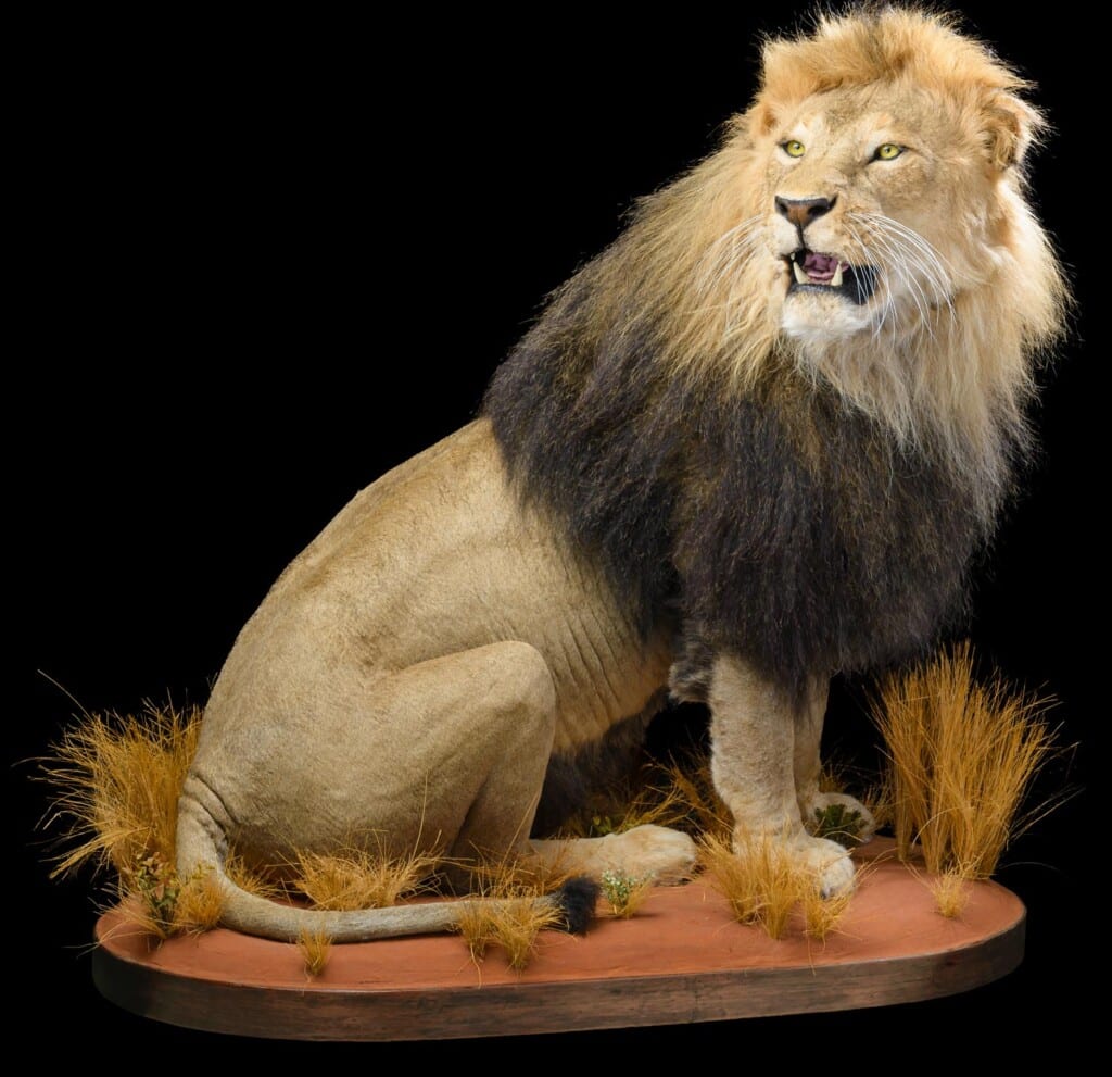 Lion Fullmount Right Turn 20171130 0876