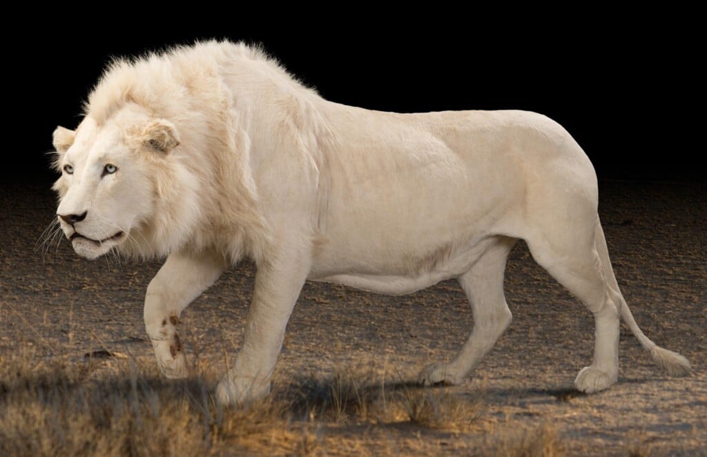 Lion Fullmount Photoshop Background for Illustration Purpose 20180313 0904