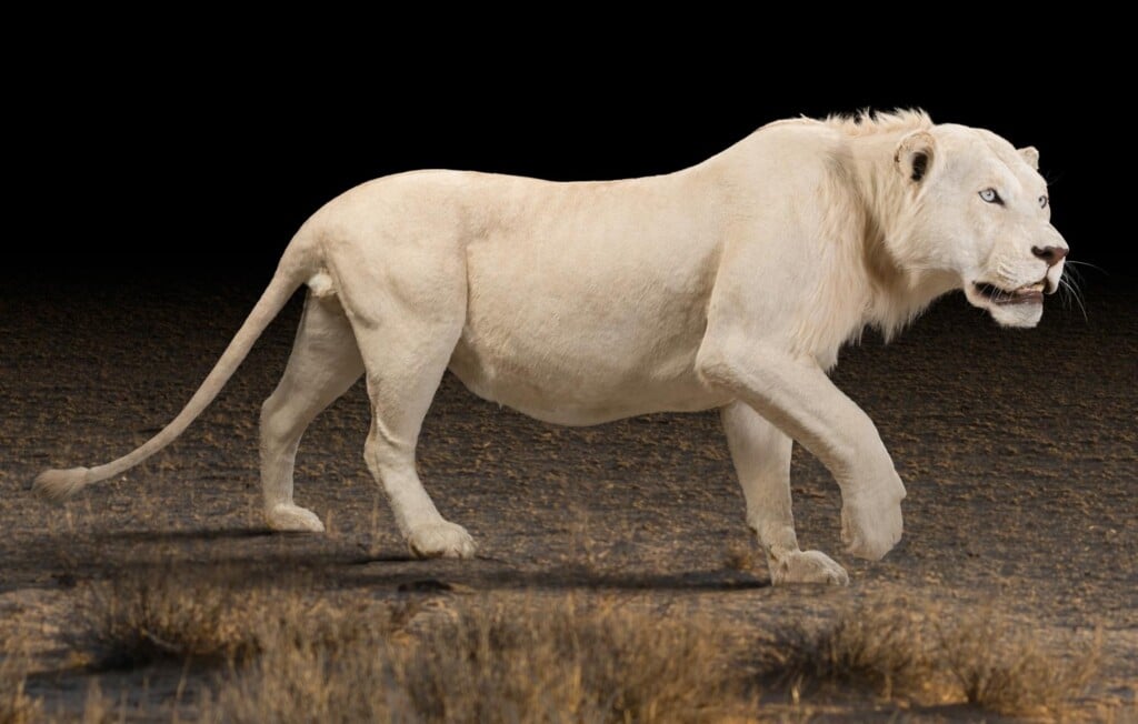 Lion Fullmount Photoshop Background for Illustration Purpose 20180313 0905