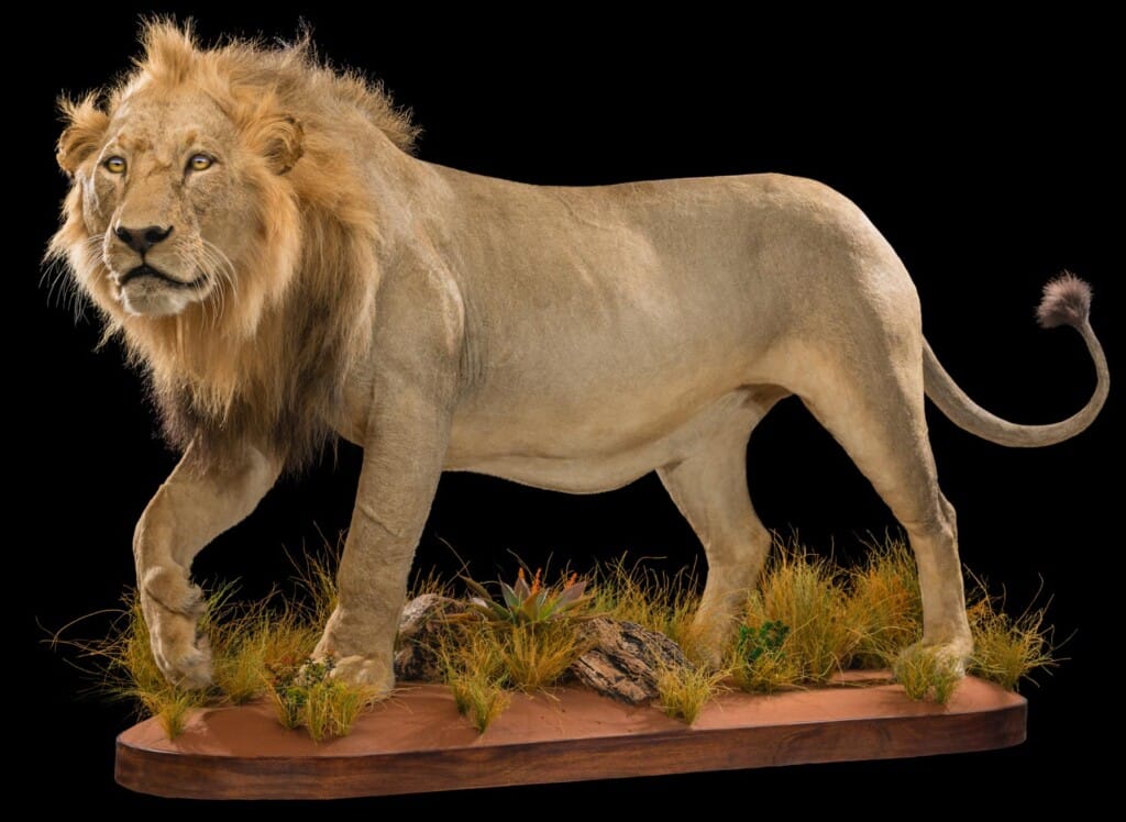 Lion Fullmount Left Turn 20180406 0897