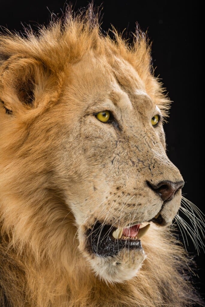 Lion Fullmount Custom Base with Habitat 20190903 0902
