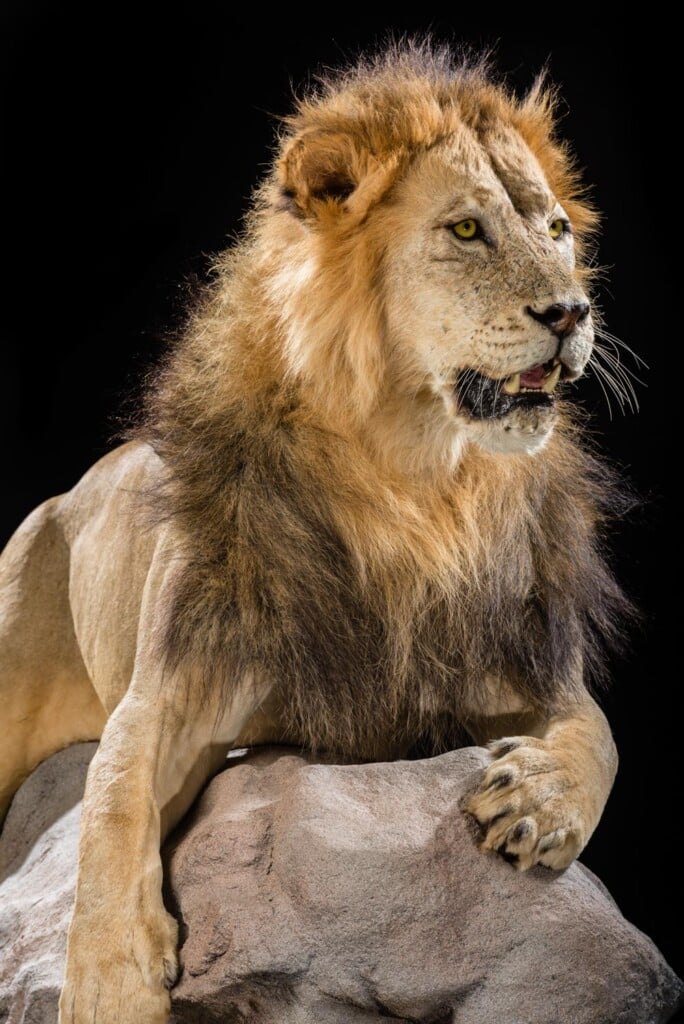 Lion Fullmount Custom Base with Habitat 20190903 0902