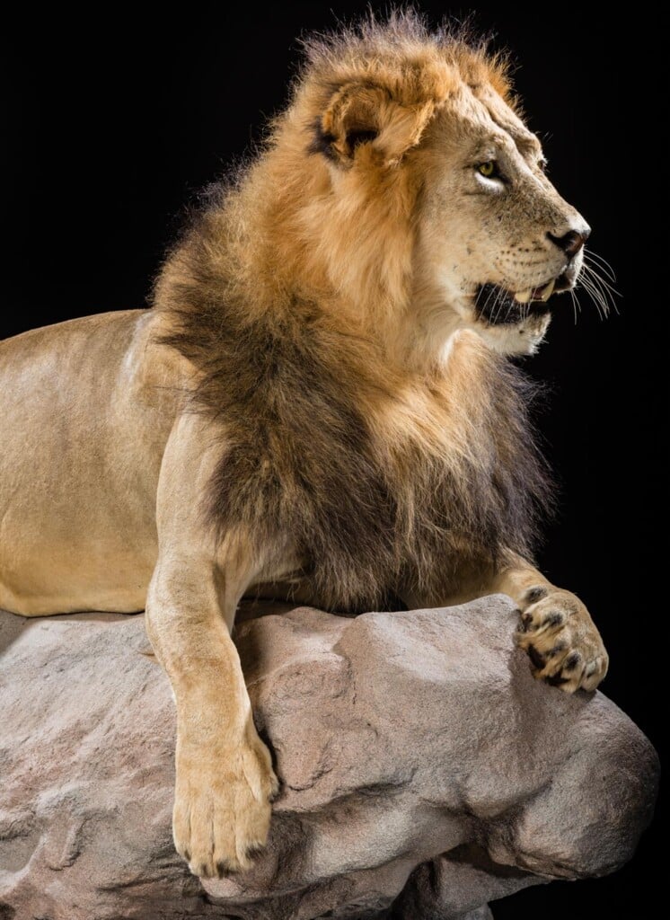 Lion Fullmount Custom Base with Habitat 20190903 0902