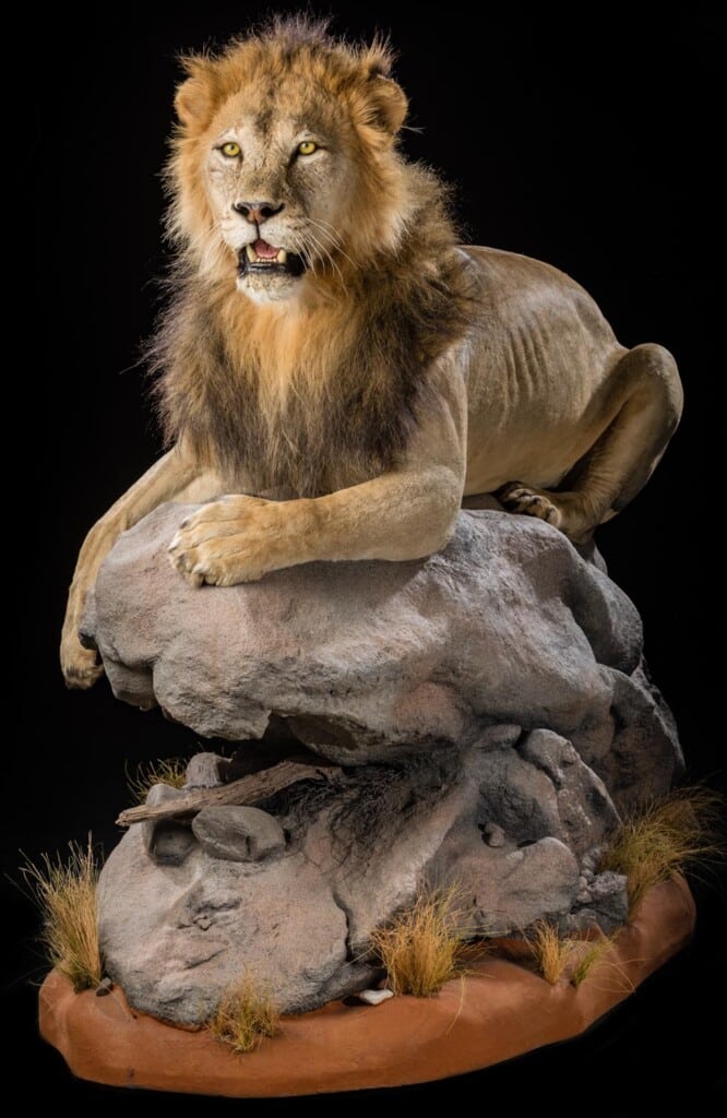 Lion Fullmount Custom Base with Habitat 20190903 0902