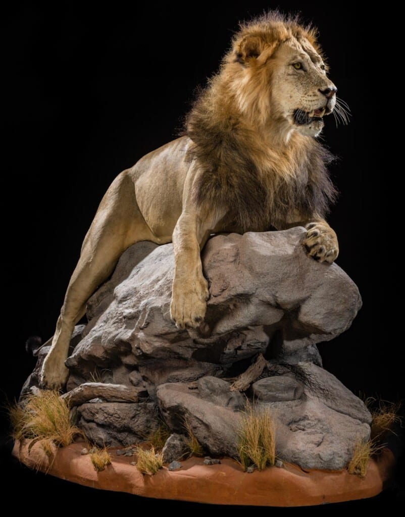 Lion Fullmount Custom Base with Habitat 20190903 0902