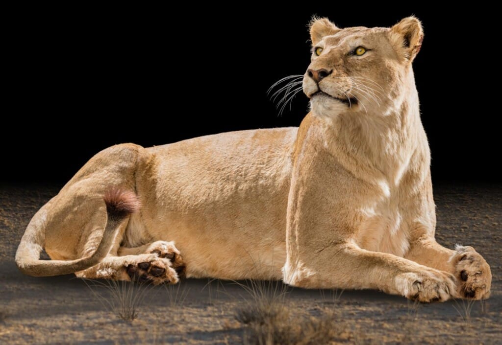 Lion Full Mount
