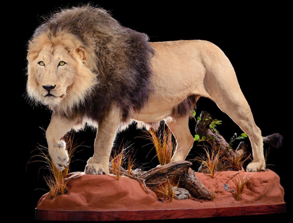 Lion Fullmount Left Turn 20190927 0880