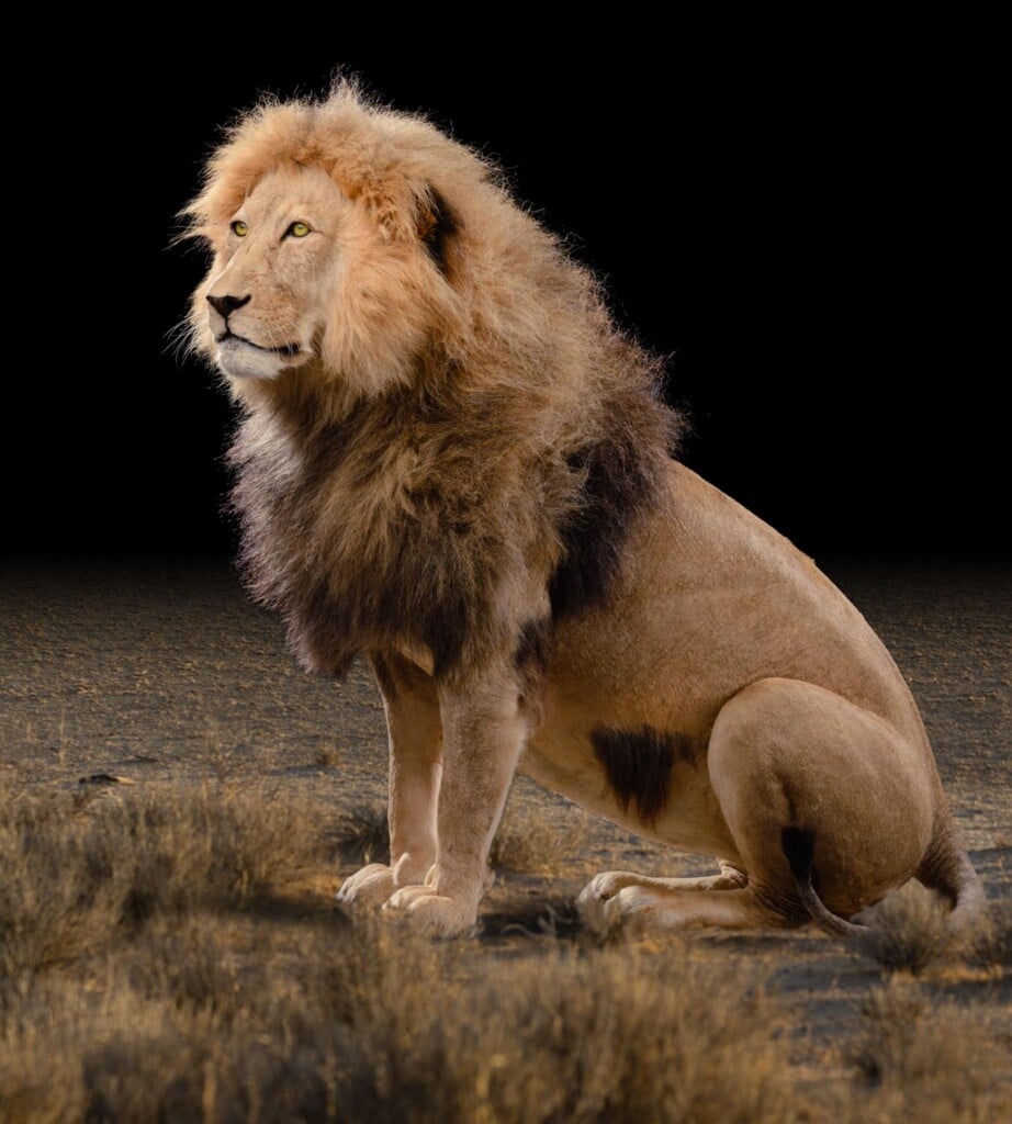 Lion Fullmount Photoshop Background for Illustration Purpose 20190927 0881