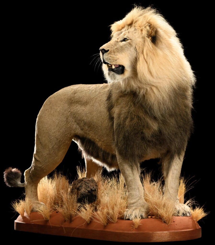 Lion Fullmount Right Turn 20220805 0893