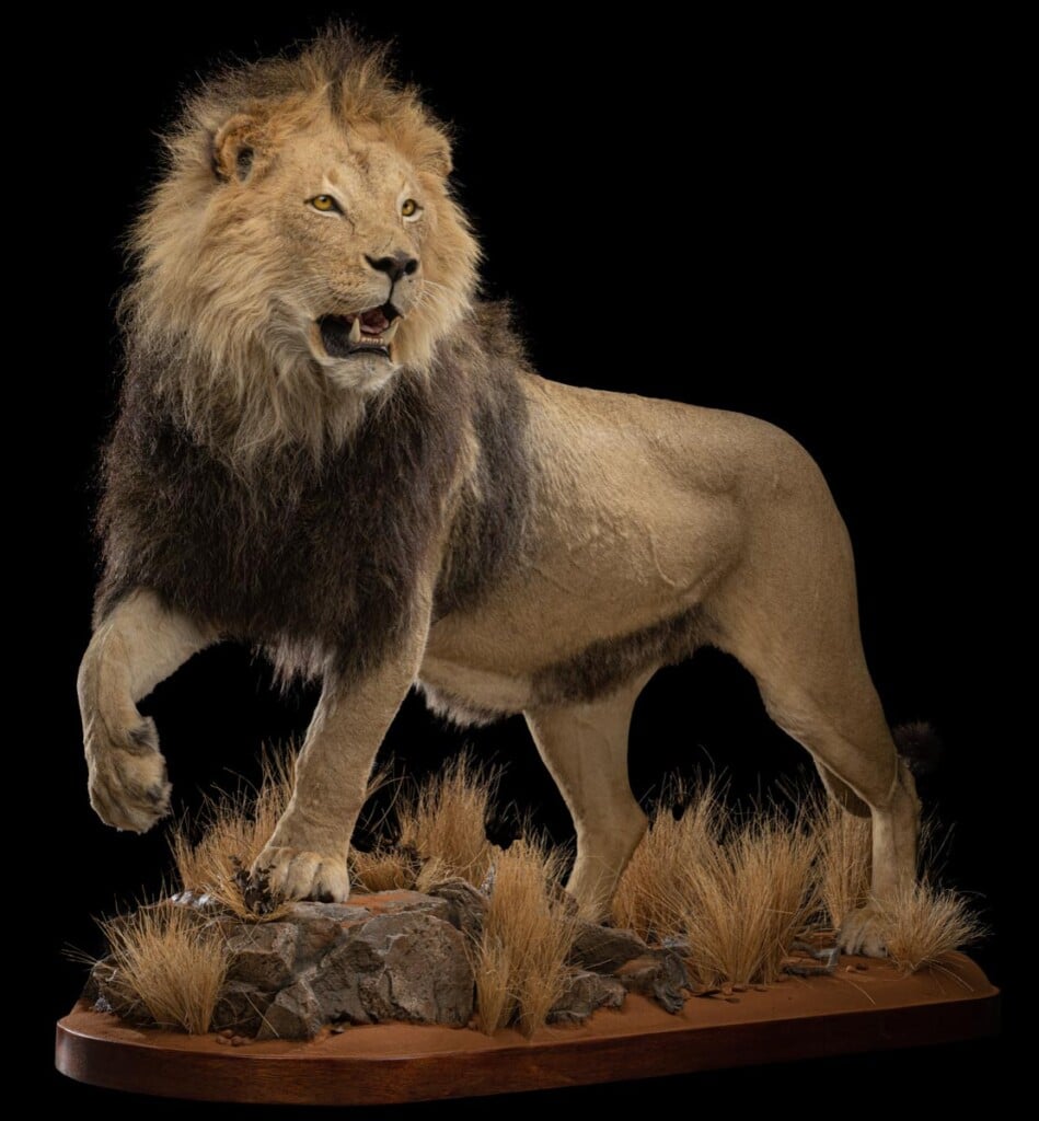 Lion Fullmount Left Turn 20220805 0899
