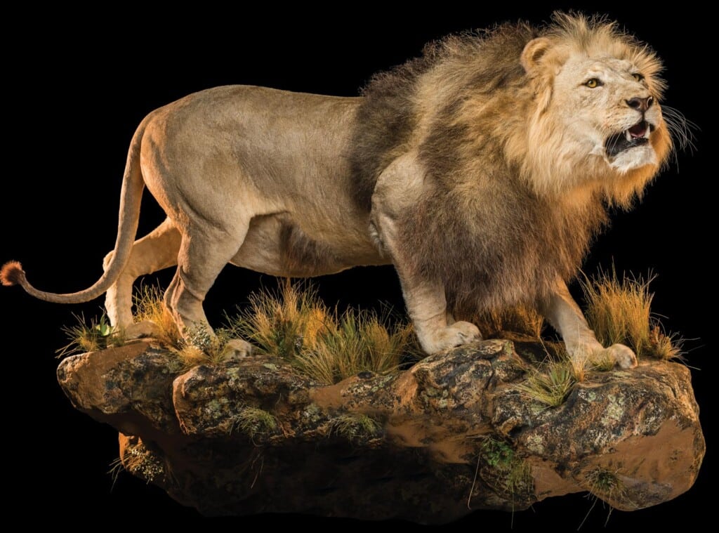 Lion Fullmount Wall Display 20220830 0865