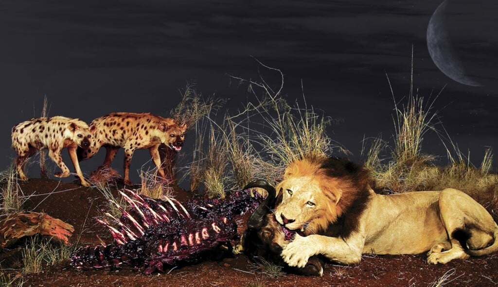 Lion, Spotted Hyena and Blue Wildebeest Carcass Fullmount Combination Custom Diorama Base 20050830 0960