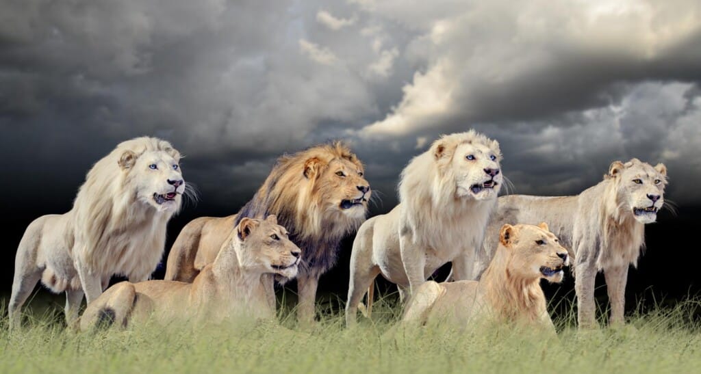 Lion Fullmount Combination Photoshop Background for Illustration Purpose 20121222 0919