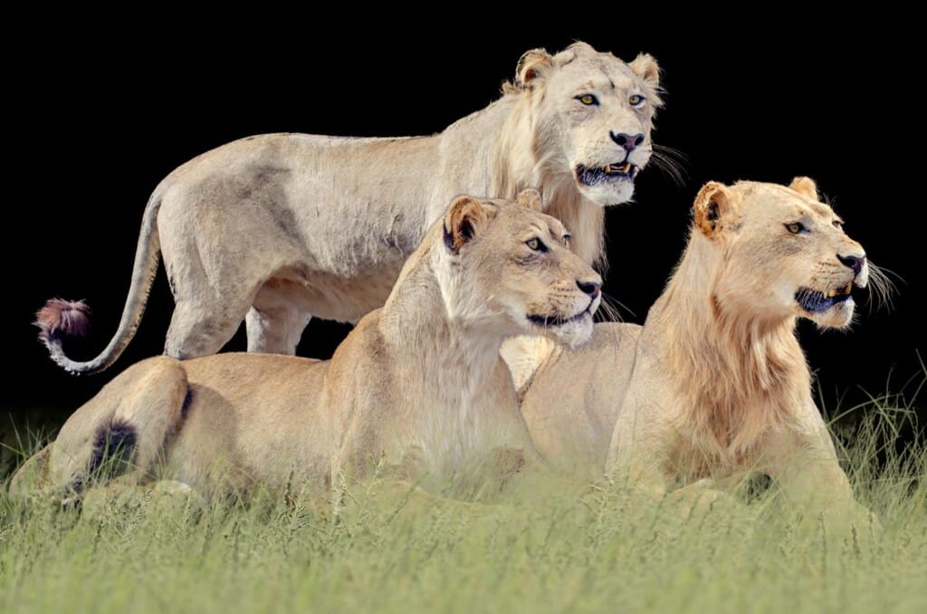 Lion Fullmount Combination Photoshop Background for Illustration Purpose 20121222 0925