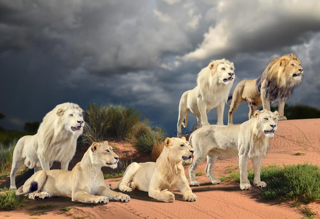 Lion Fullmount Combination Photoshop Background for Illustration Purpose 20121222 0920