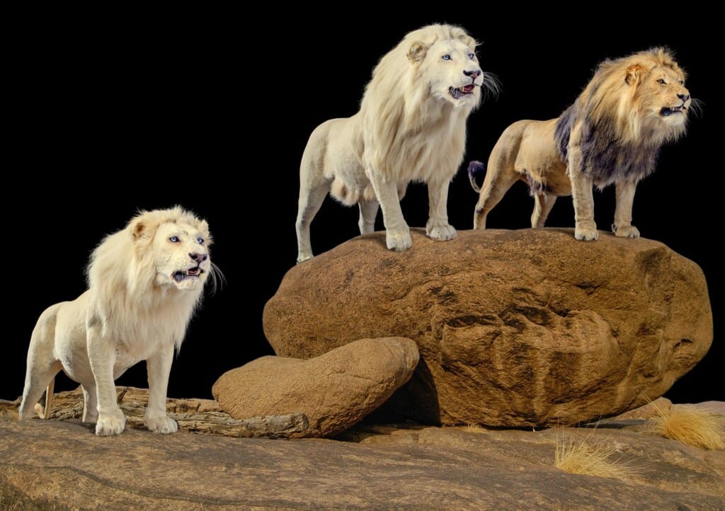 Lion Fullmount Combination Photoshop Background for Illustration Purpose 20121222 0927