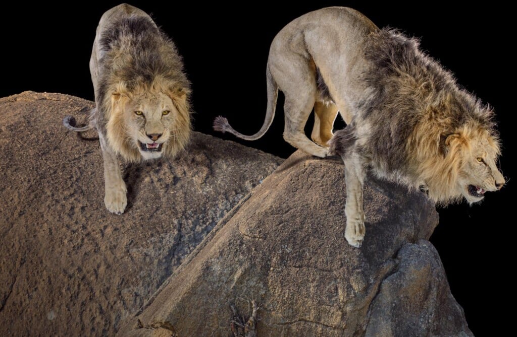 Lion Fullmount Combination Custom Diorama Base 20170605 0928